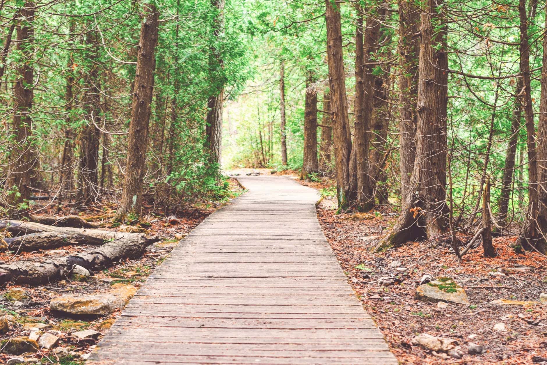 path through the forest on a path