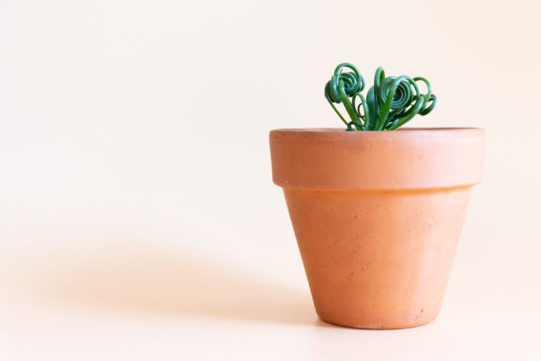 Albuca Frizzle Sizzle Photo by Yoko Saito via Unsplash