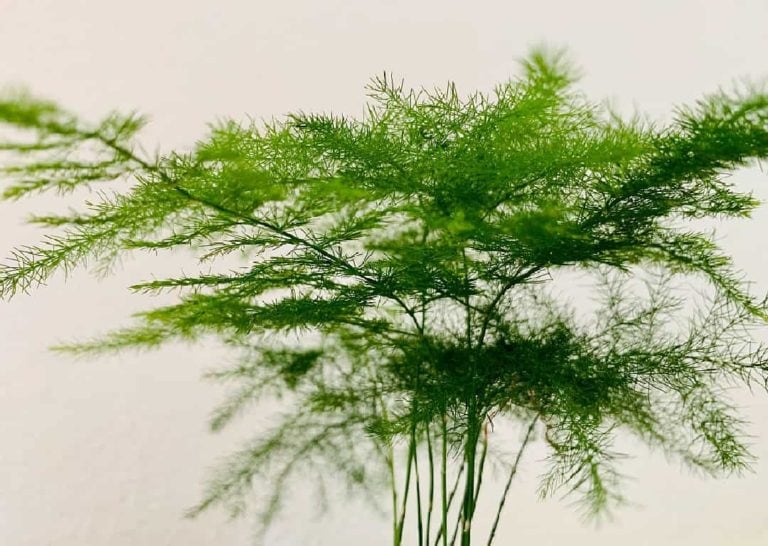 Asparagus Fern Photo by Matthijs F via Unsplash