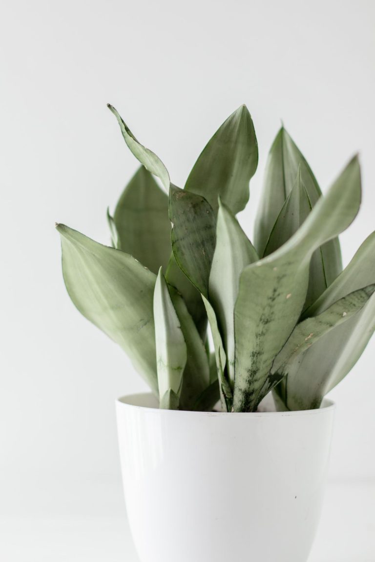 Sansevieria Moonshine Photo by Sarah Bronske via Unsplash