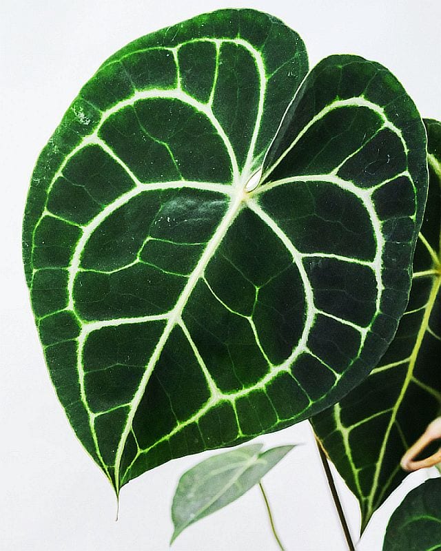 Watermelon Peperomia or Watermelon Begonia Photo by Severin Candrian via Unsplash