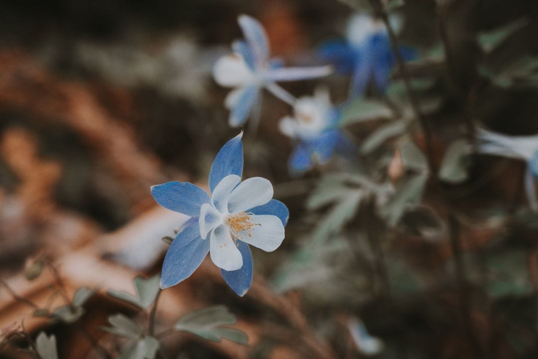 wild columbine Photo by Xuan Nguyen via Unsplash