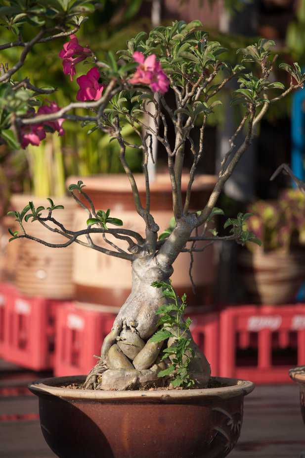 Desert rose plant photo by Photo by Yaopey Yong via Unsplash