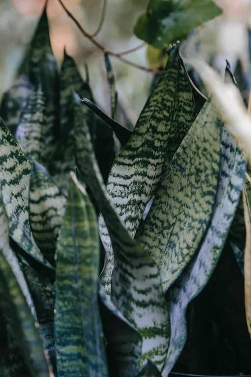 Dracaena Photo by Teona Swift via pexels