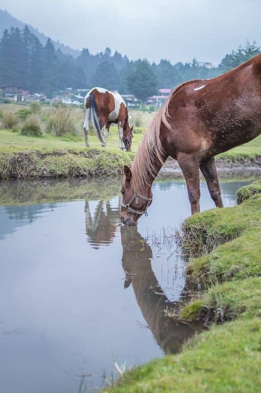 horses Photo by Eduardo López via pexels (1)