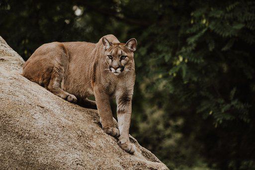 Mountain lion Photo by Priscilla Du Preez on Unsplash