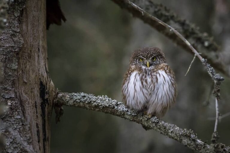 Bird watching in Nevada County, Ca: The Best Spots and Species to Look for