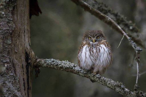 pygme owl by Erik Karits via pexels (1)