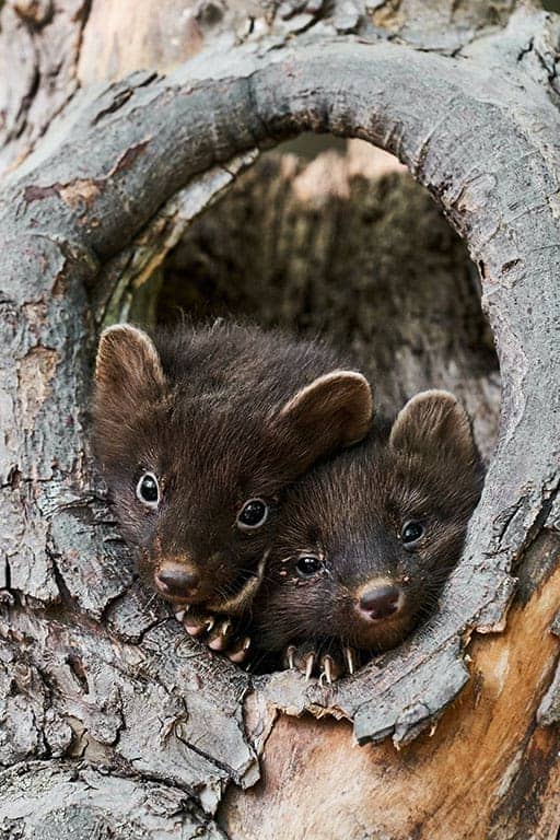 two baby Pacific fishers in a hole of a tree